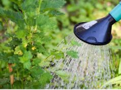 Treba li vrt zalijevati ujutro ili navečer? Treba li vrt zalijevati ujutro ili navečer