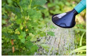 Treba li vrt zalijevati ujutro ili navečer? Treba li vrt zalijevati ujutro ili navečer