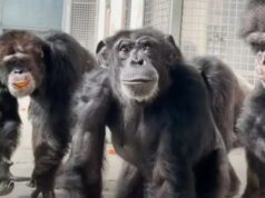 Čudno otkriće: Gibraltarski majmuni “otkrili” prirodni lijek za želudac Čudno otkriće: Gibraltarski majmuni “otkrili” prirodni lijek za želudac