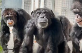 Čudno otkriće: Gibraltarski majmuni “otkrili” prirodni lijek za želudac Čudno otkriće: Gibraltarski majmuni “otkrili” prirodni lijek za želudac