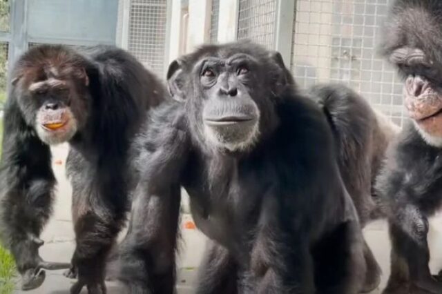 Čudno otkriće: Gibraltarski majmuni “otkrili” prirodni lijek za želudac