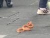 U CENTRU GRADA NEOBIČNA ZMIJA NAPADALA LJUDE: U sekundi je nastala panika (VIDEO) U CENTRU GRADA NEOBIČNA ZMIJA NAPADALA LJUDE: U sekundi je nastala panika (VIDEO)