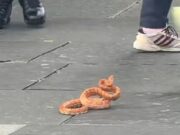 U CENTRU GRADA NEOBIČNA ZMIJA NAPADALA LJUDE: U sekundi je nastala panika (VIDEO) U CENTRU GRADA NEOBIČNA ZMIJA NAPADALA LJUDE: U sekundi je nastala panika (VIDEO)