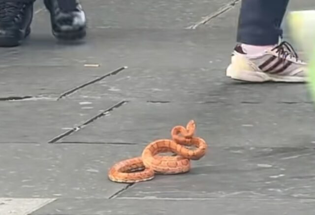 U CENTRU GRADA NEOBIČNA ZMIJA NAPADALA LJUDE: U sekundi je nastala panika (VIDEO)